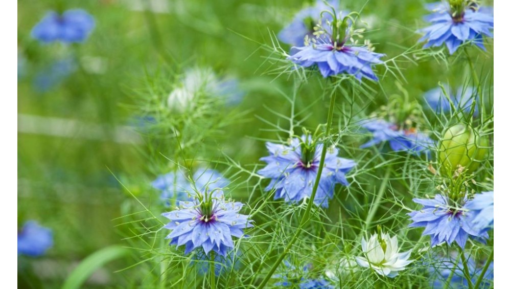 Huile de nigelle : bienfaits, utilisations, astuces