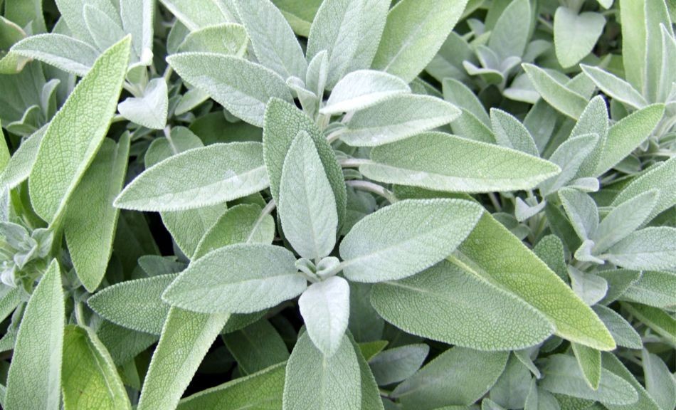 Sauge Officinale : bienfaits, utilisations, astuces