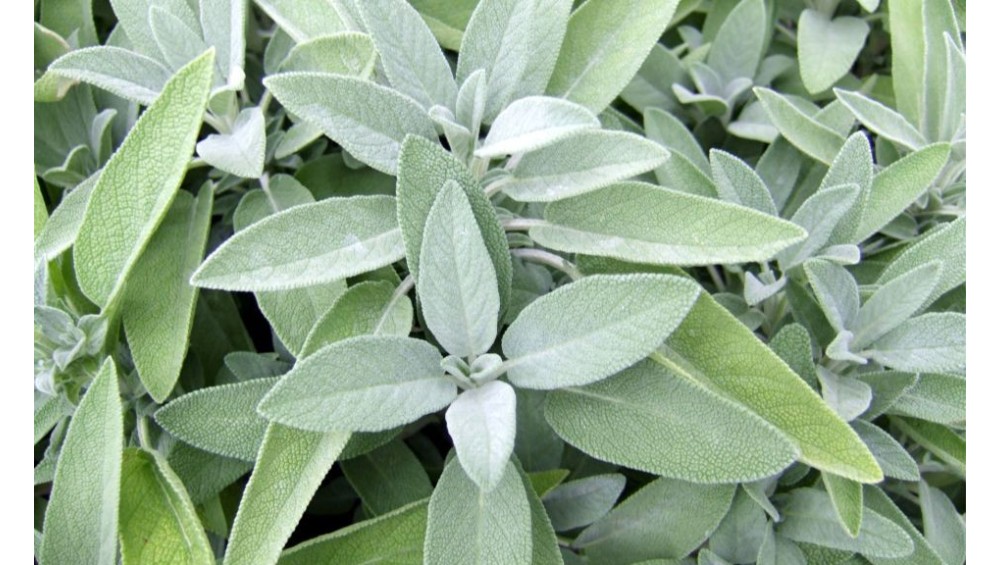 Sauge Officinale : bienfaits, utilisations, astuces