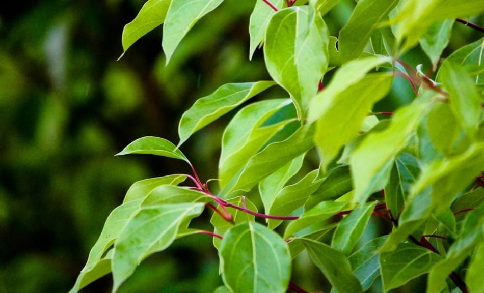 Ravintsara : bienfaits, utilisations, astuces