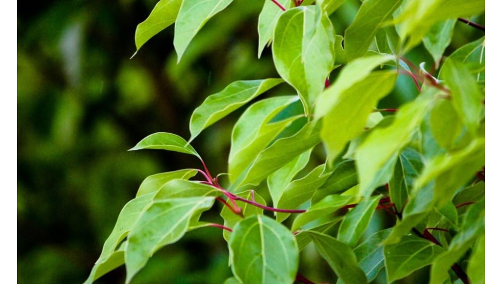 Ravintsara : bienfaits, utilisations, astuces Ravintsara : bienfaits, utilisations, astuces