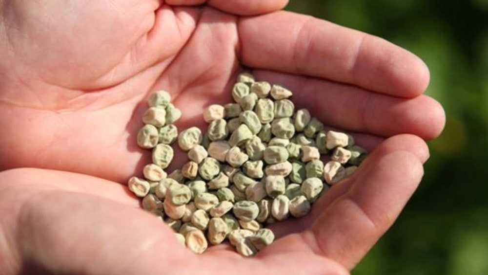 Semences de printemps : que semer au jardin et au potager ?